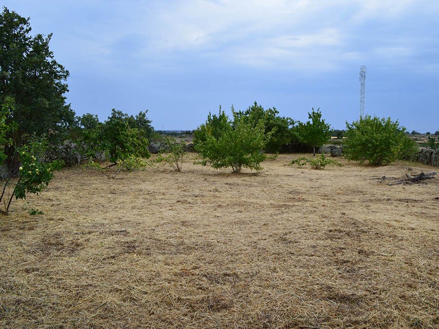 Desbroce de finca rustica tras la actuación en Torres de la Alameda